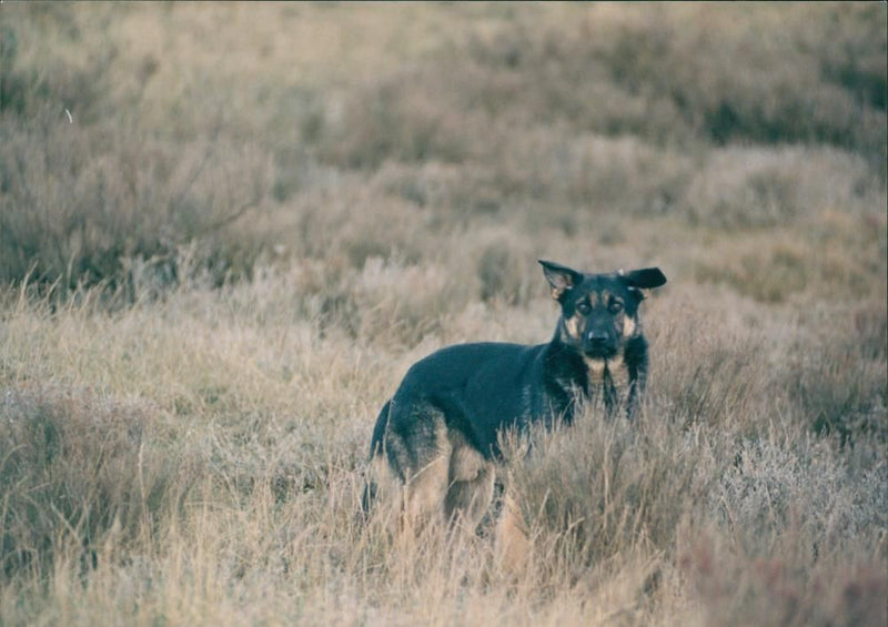 Animals: Dogs - Vintage Photograph