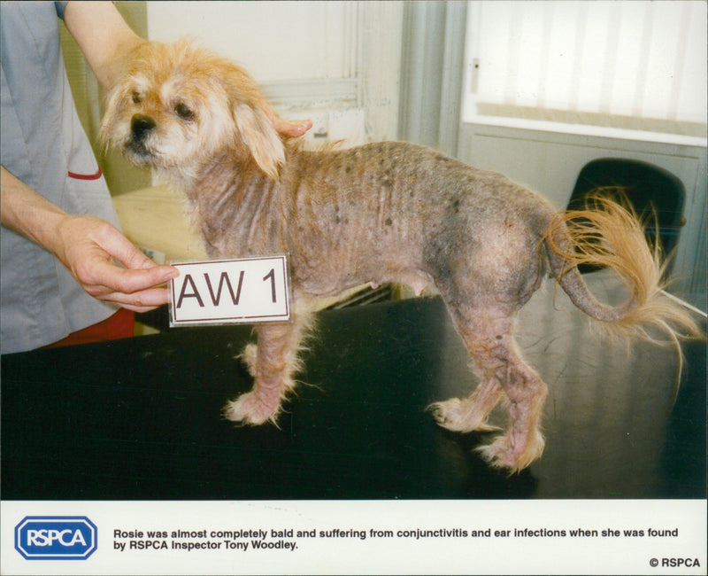 Animals: Dogs - Vintage Photograph