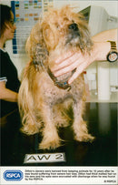 Animals: Dogs - Vintage Photograph