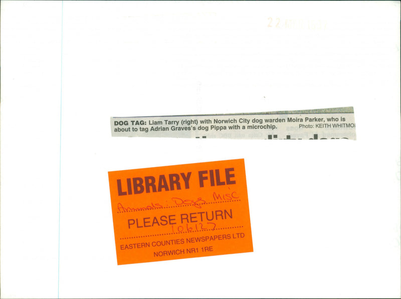 Animals: Dogs - Vintage Photograph