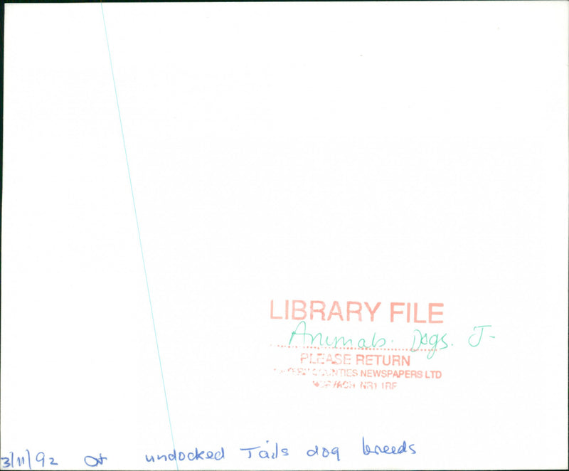 Jack Russell Terrier - Vintage Photograph