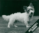 Jack Russell Terrier - Vintage Photograph