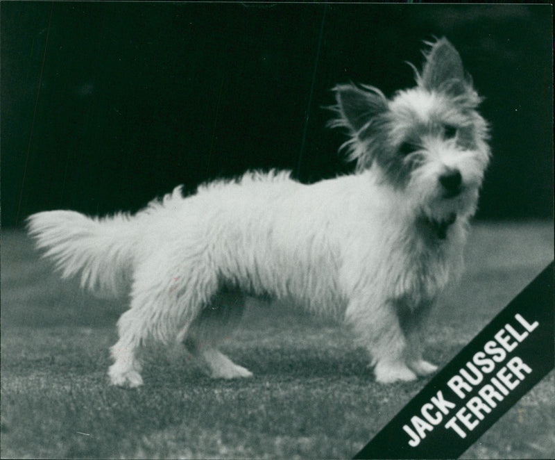 Jack Russell Terrier - Vintage Photograph