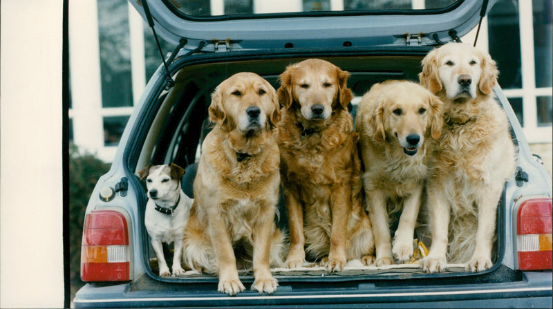 Aylsham Dogs - Vintage Photograph