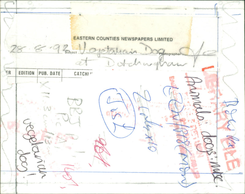 Vegetarian Dog - Vintage Photograph