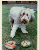 Vegetarian Dog - Vintage Photograph