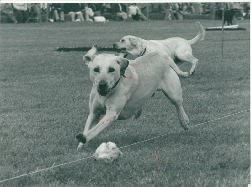 Eye show. - Vintage Photograph