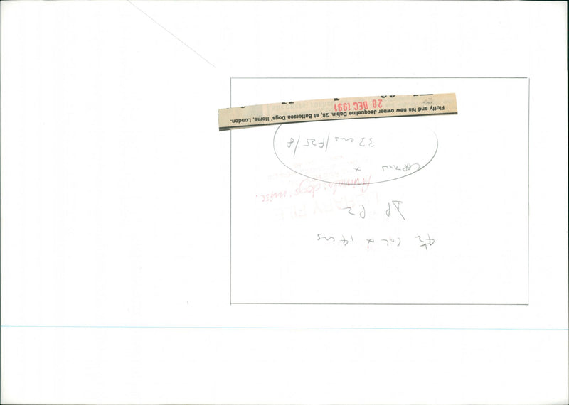 TV Dog Fluffy. - Vintage Photograph