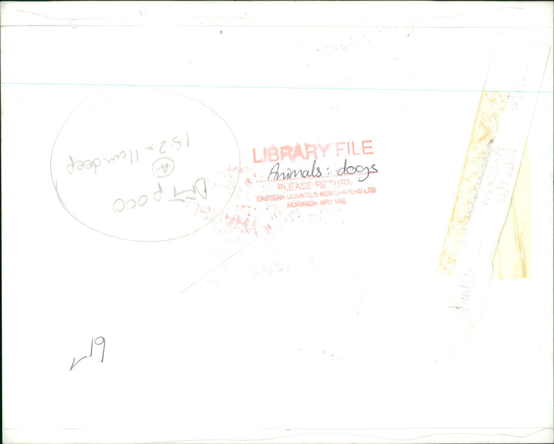 Dogs. - Vintage Photograph