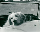 Dogs. - Vintage Photograph