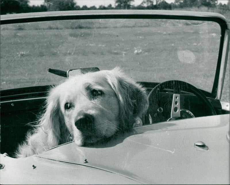 Dogs. - Vintage Photograph