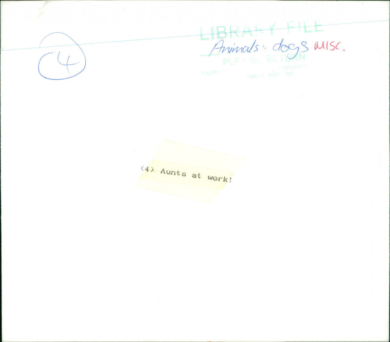 Animals: Aunts wither pet Dogs - Vintage Photograph