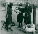 Animals: Aunts wither pet Dogs - Vintage Photograph