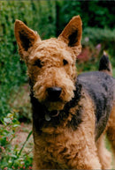 Animals:Dogs:Misc(incl. fouling/training) - Vintage Photograph