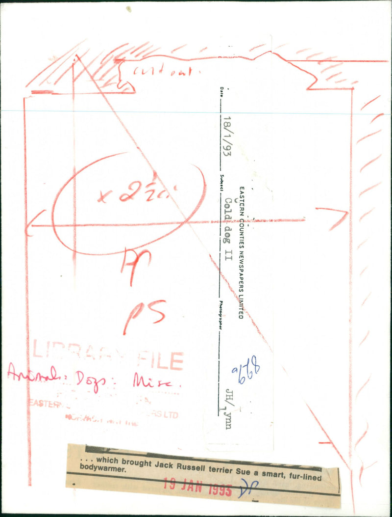 Animals: Cold Dog II - Vintage Photograph