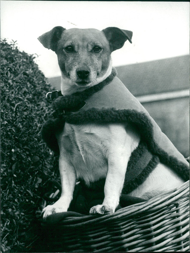 Animals: Cold Dog II - Vintage Photograph