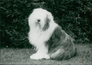 Animals:Barney Shapedog - Vintage Photograph