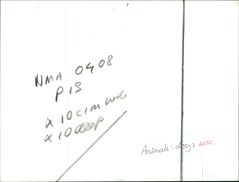 Animals: Canis Dog training - Vintage Photograph