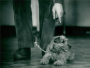 Animals: Canis Dog training - Vintage Photograph