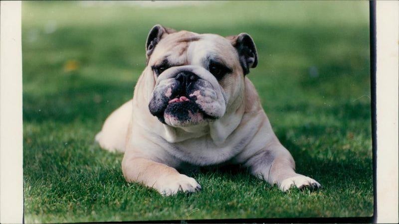 A Bulldog. - Vintage Photograph