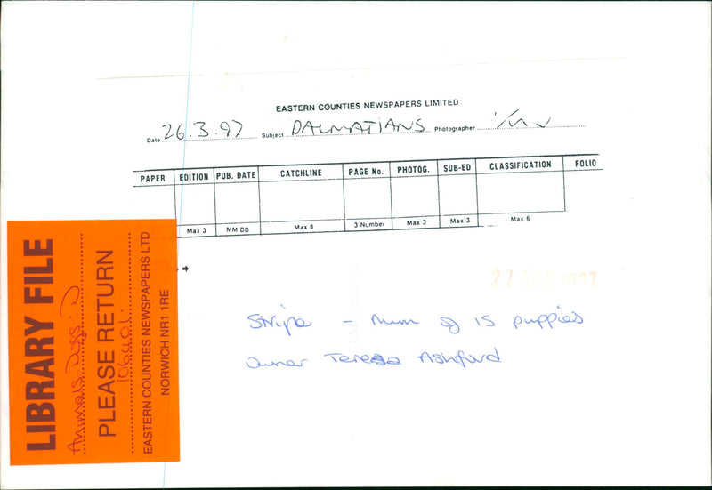 The Dalmatian. - Vintage Photograph