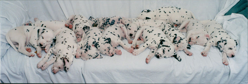 The Dalmatian. - Vintage Photograph