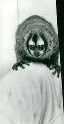 Douroucouli. - Vintage Photograph