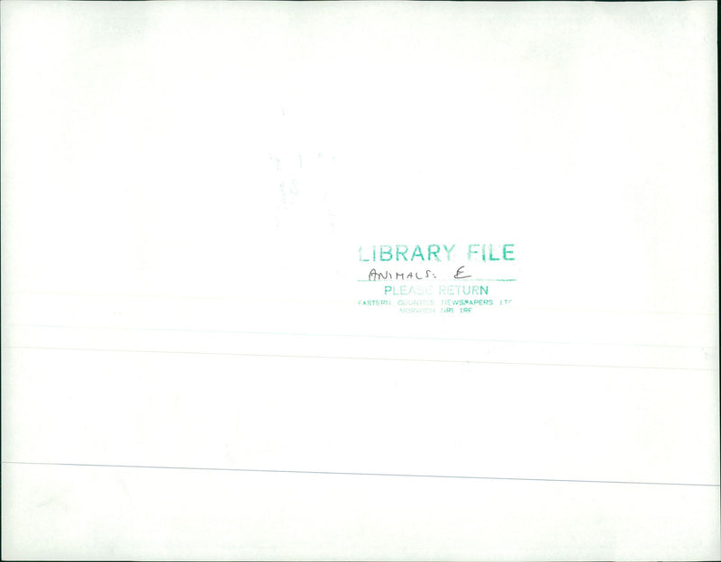 Animals: Elephant: The Queen - Vintage Photograph