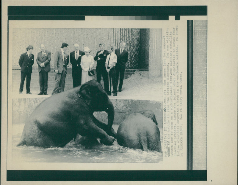 Animals: Elephant: The Queen - Vintage Photograph