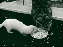 Animals: Cat and Ferret - Vintage Photograph