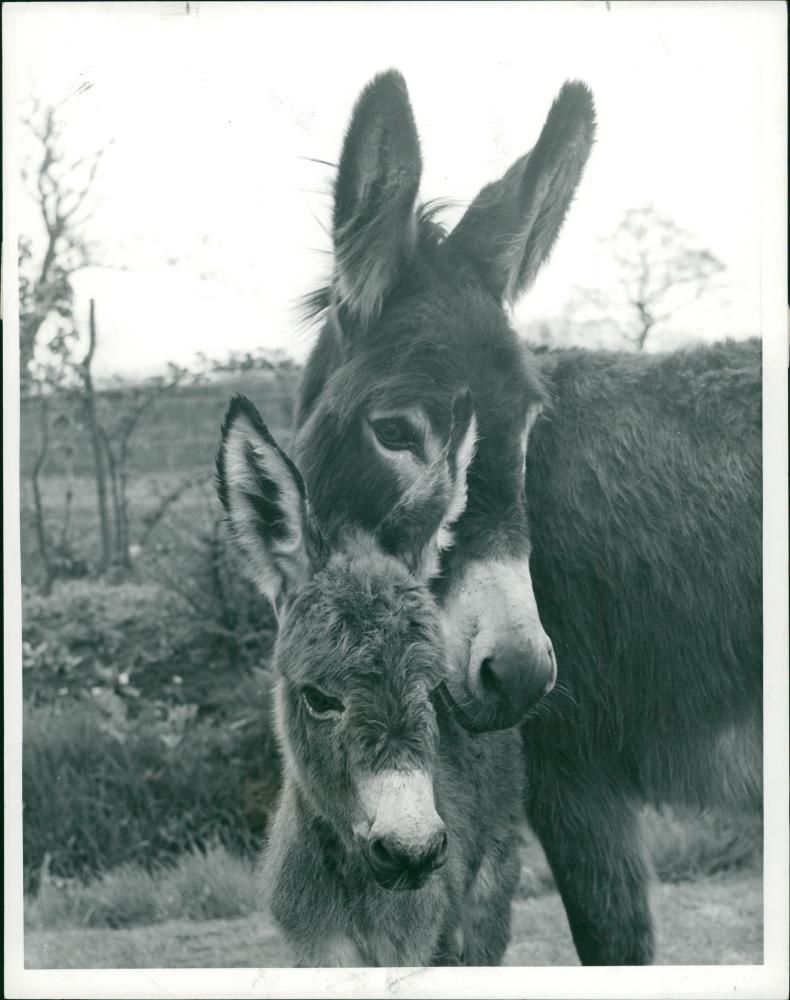 Animals: Donkeys - Vintage Photograph