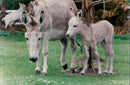 Animals: Donkeys - Vintage Photograph