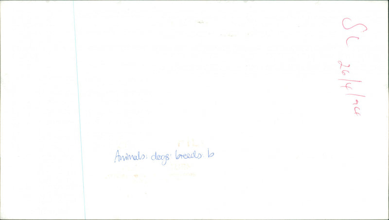 A Bulldog. - Vintage Photograph