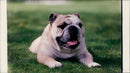 A Bulldog. - Vintage Photograph