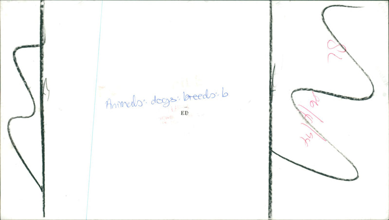 A Bulldog. - Vintage Photograph