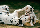 The Dalmatian. - Vintage Photograph