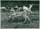 The blackbuck. - Vintage Photograph