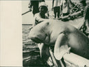 Dugong Animal. - Vintage Photograph
