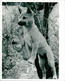 The dingo. - Vintage Photograph