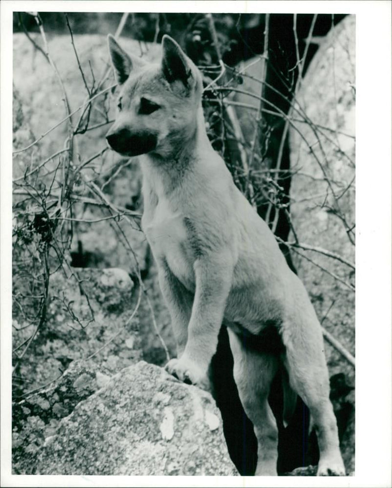 The dingo. - Vintage Photograph