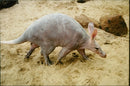 aardvark - Vintage Photograph