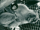WILD MONKEY - Vintage Photograph