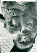 MONKEY - Vintage Photograph