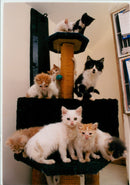 Kittens at Eaton Veterinary Health Centre - Vintage Photograph