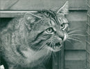 Cat - Vintage Photograph