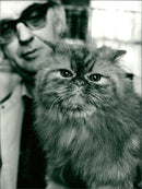 Persian Cat - Vintage Photograph