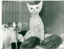 White Devon Rex, prize winner - Vintage Photograph