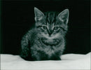 Cat - Vintage Photograph