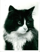 Cat - Vintage Photograph