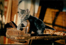Cat - Vintage Photograph